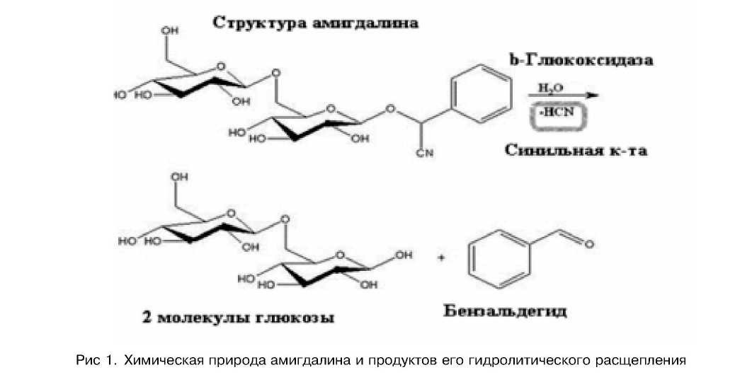 Молекулярно-биохимические аспекты витамина b17