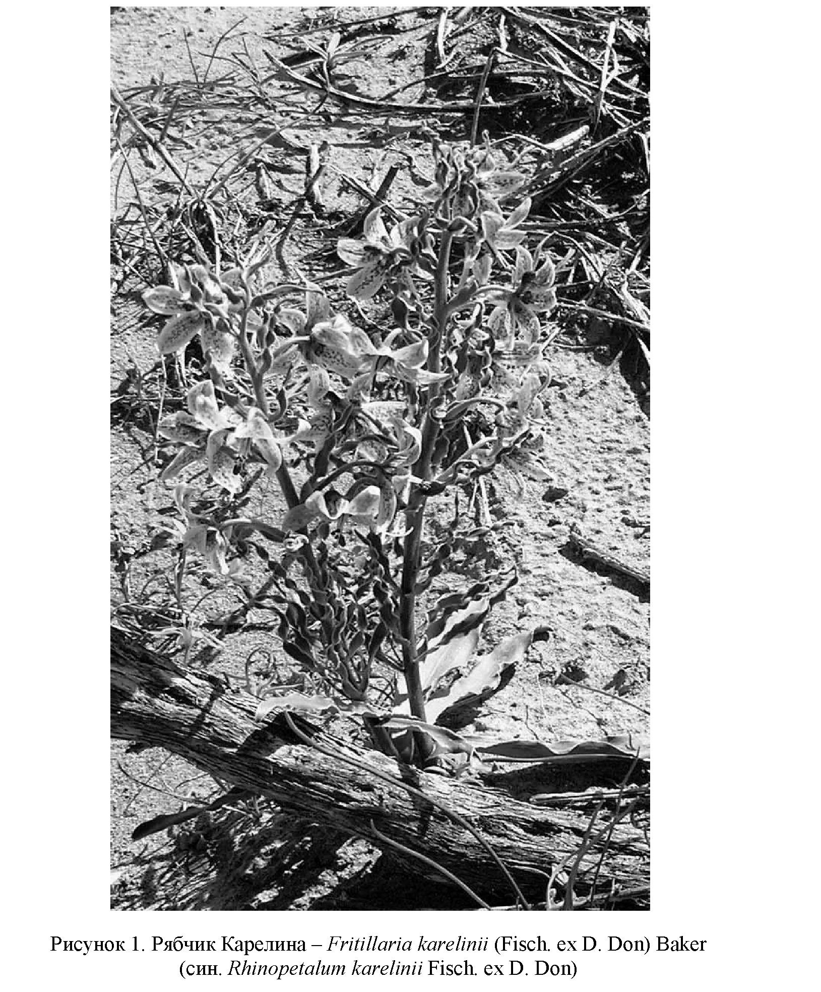 Выявление особенностей распространения Fritillaria karelinii (Fisch. еx D. Don) Baker на юго-востоке Казахстана