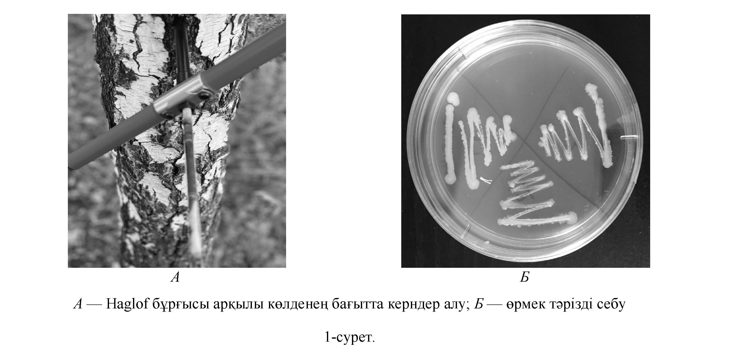 Сүйелді қайың (Betula Pendula) ағашын зақымдайтын фитопатогенді бактерияларды молекулалық идентификация тəсілі арқылы анықтап оның филогенетикалық шежіресін құру