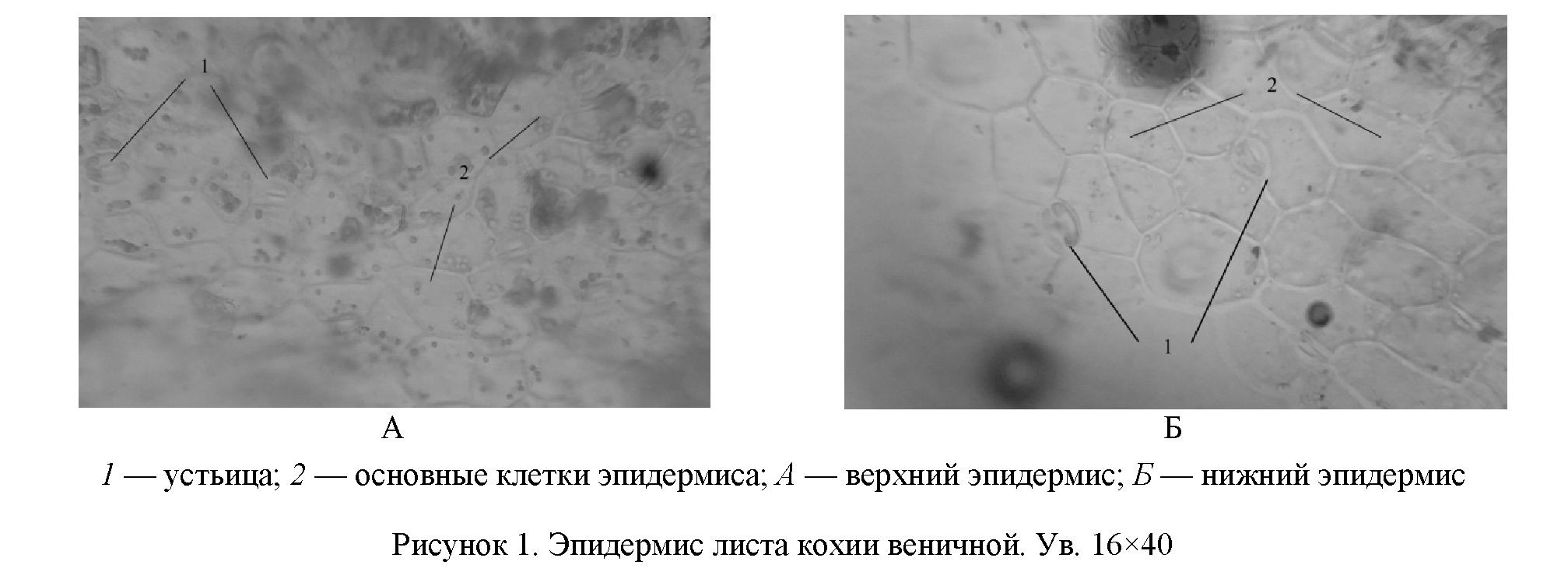 Морфолого-анатомическое исследование Kochia prostratа и Kochia scoparia