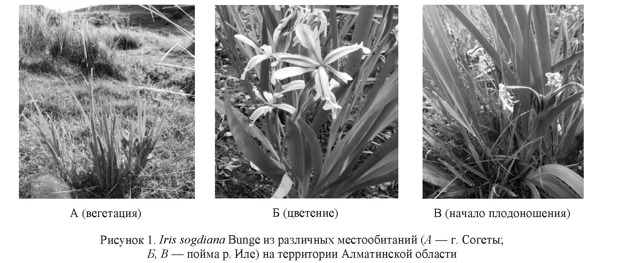 Сравнительное анатомо-морфологическое исследование вегетативных органов Iris sogdiana Bunge из природных популяций юго-восточного Казахстана