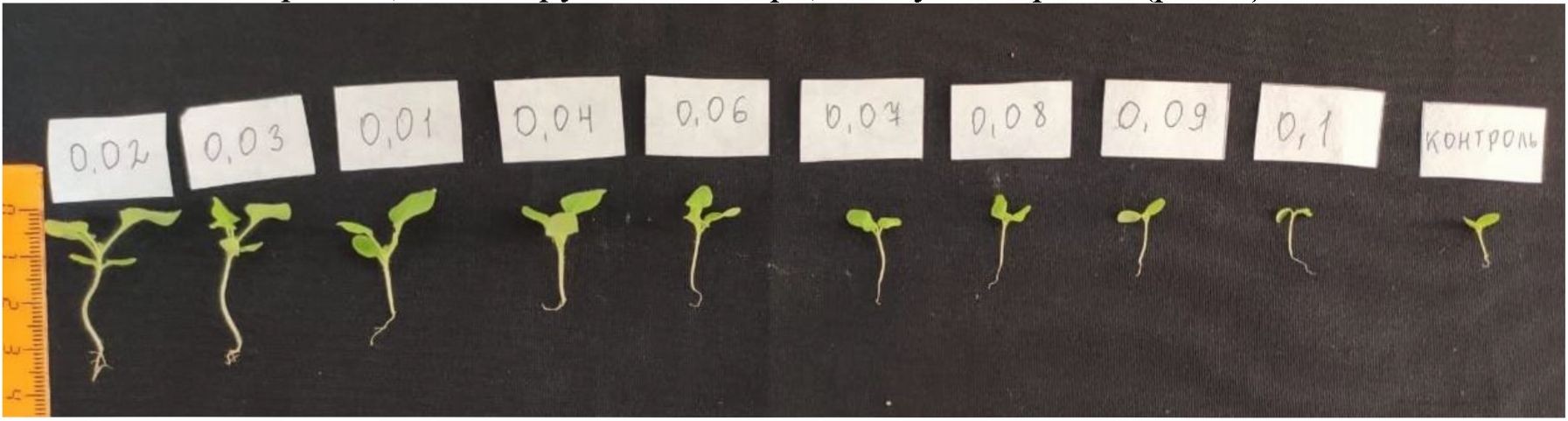 Влияние различных концентраций молибдата натрия на прорастание семян nicotiana benthamiana