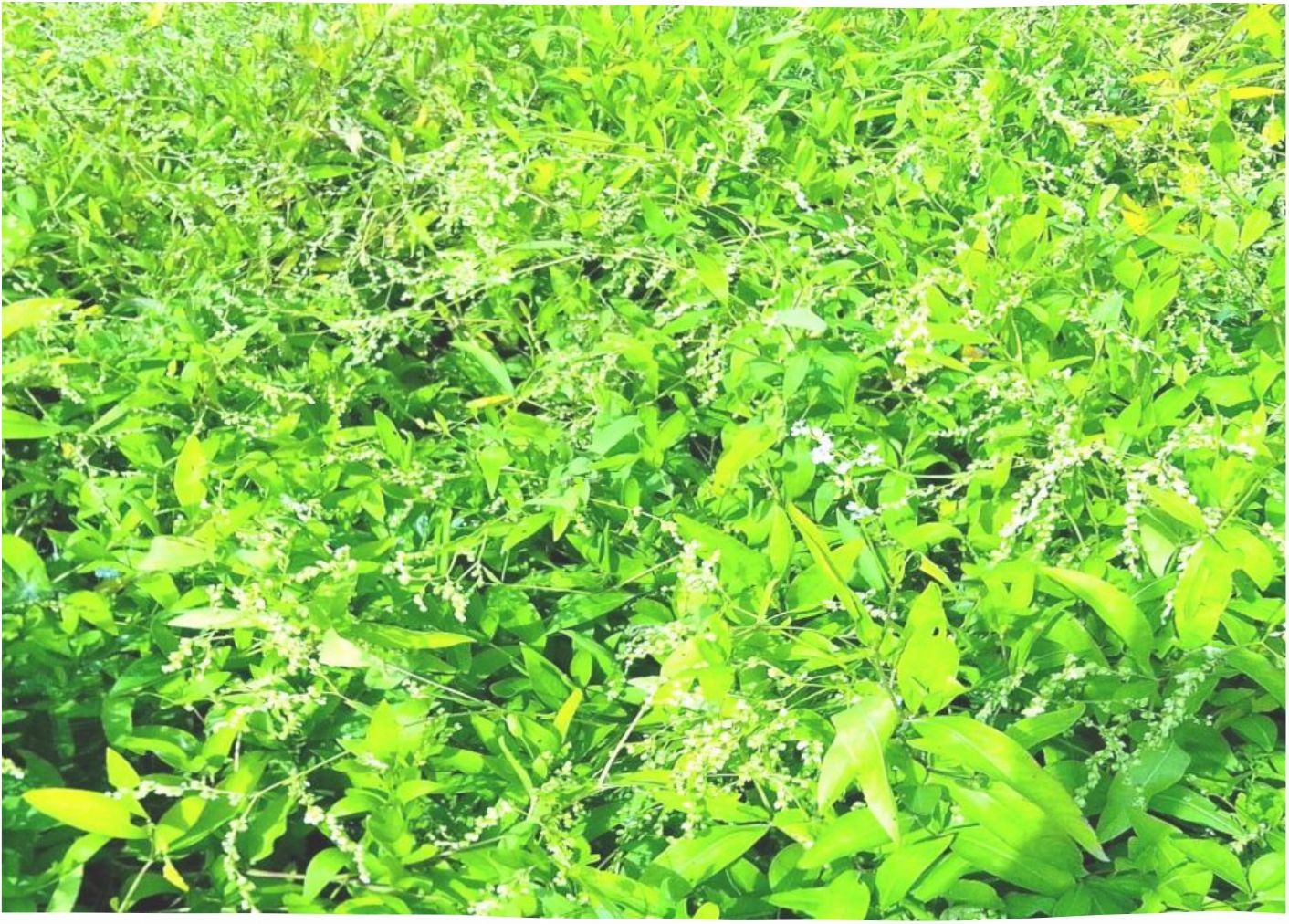 Using aconogonon divaricatum l. as forage crop in the system of cutting rotation