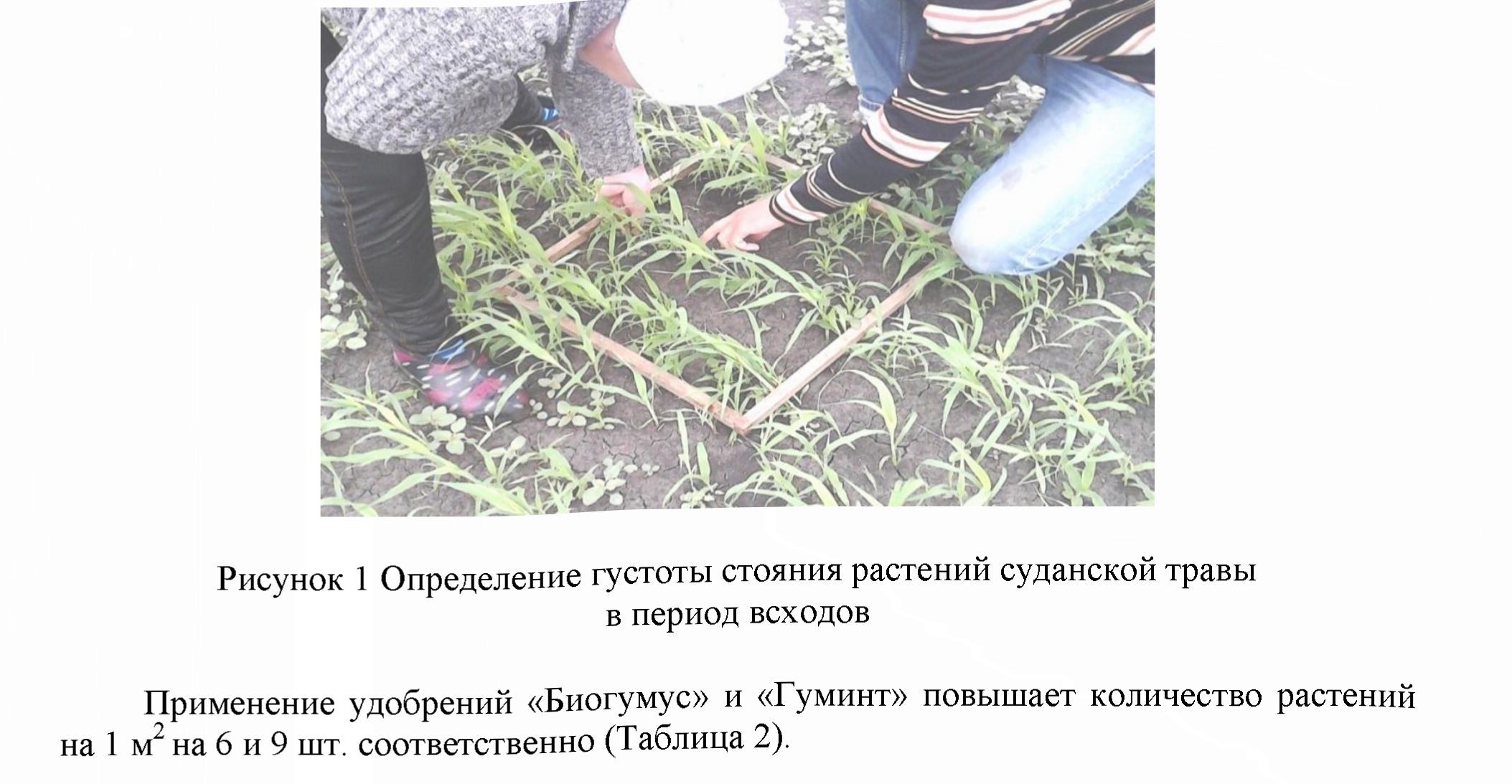 Эффективность внесения удобрений в период посевов гуминта и биогумуса при возделывании суданской травы на семена в условиях СКО