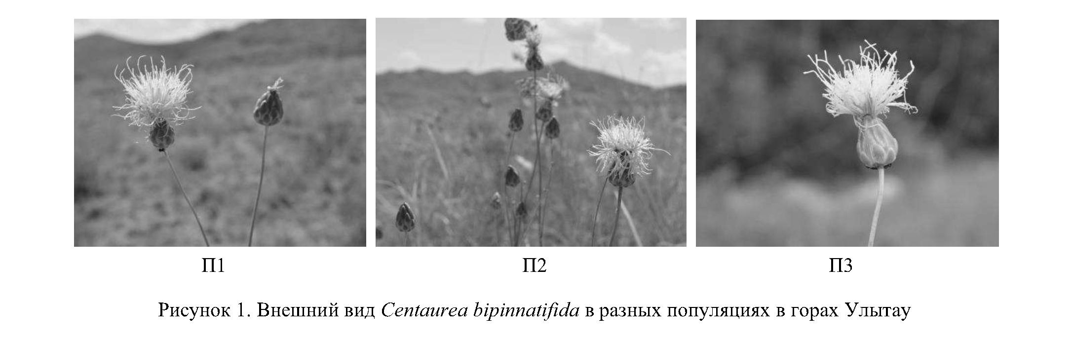 Современное состояние популяций Centaurea bipinnatifida в горах Улытау (Карагандинская область)