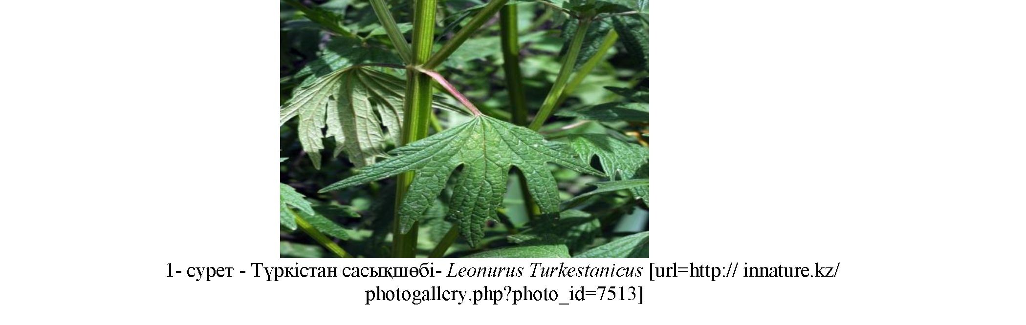 Оңтүстік Қазақстан флорасындағы leonurus turkestanicus өсімдігінің жер үсті бөлігін тауарлық талдау