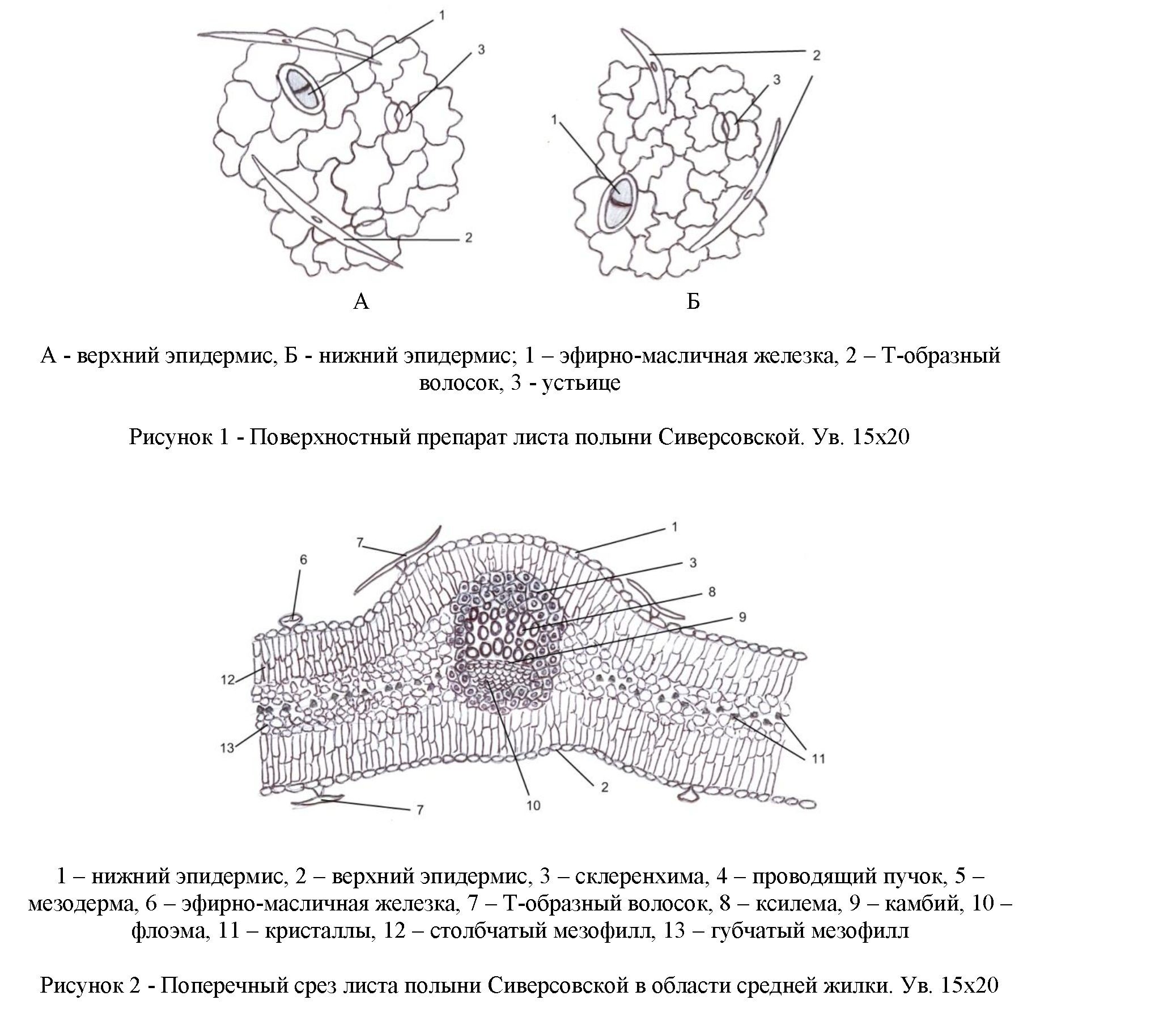 Изучение анатомического строения artemisia sieversiana willd. (asteraceae)