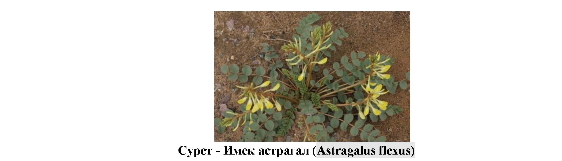 Astragalus flexus өсімдігінің жер үсті бөлігін фармакогностикалық зерттеу