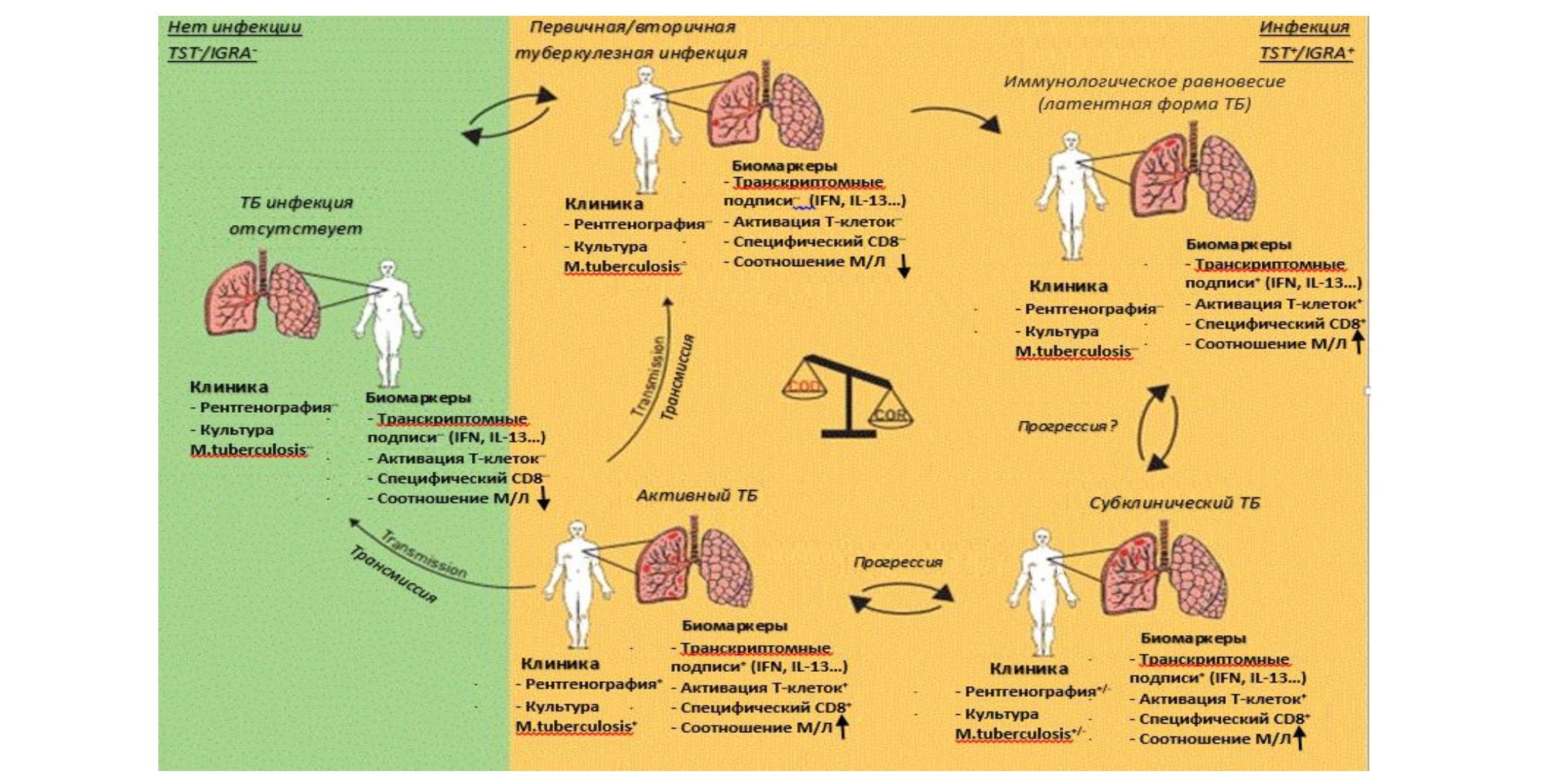 Прогностические иммунологические биомаркеры диагностики и прогрессирования латентного туберкулеза (мини-обзор)