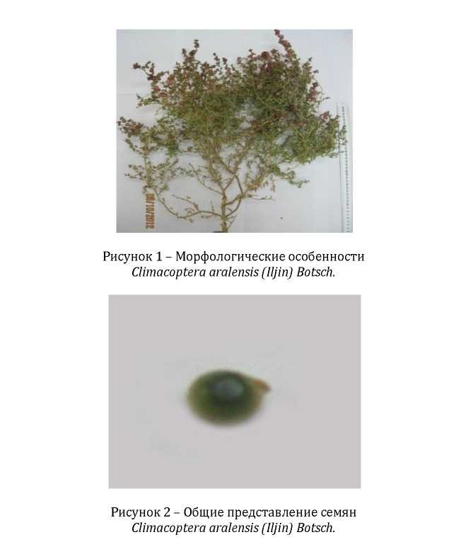 Морфо-анатомическое и гистохимическое исследование перспективного растения climacopteraaralensis