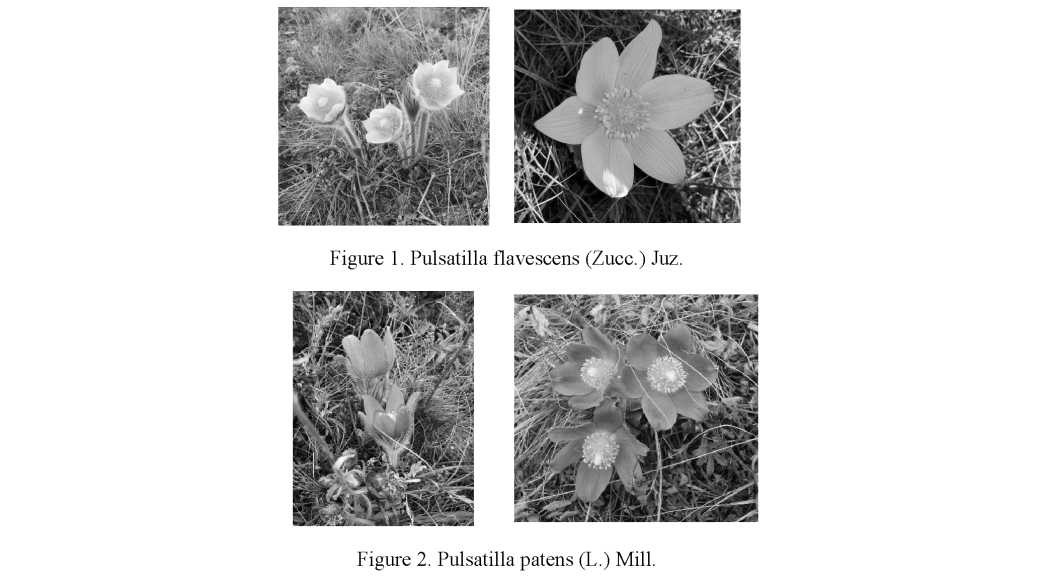 Chemical composition of essential oil from two species of Pulsatilla growing wild in Northern Kazakhstan