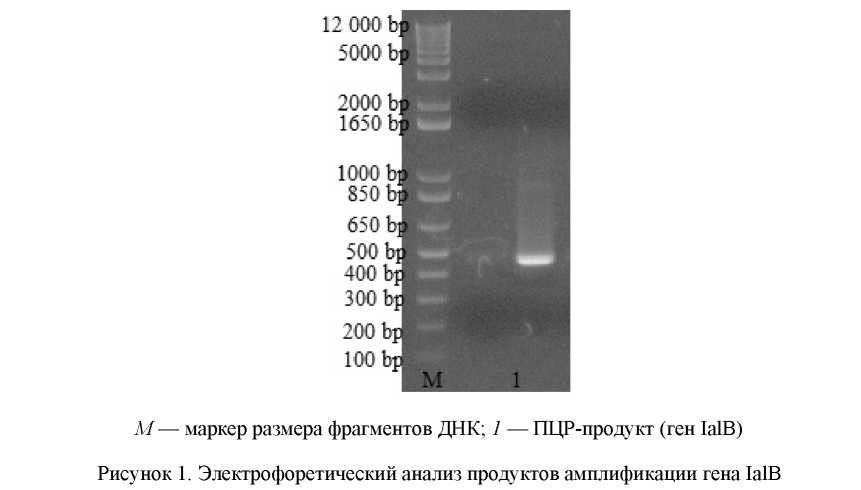 Экспрессия и очистка белка IalB Brucella spp.