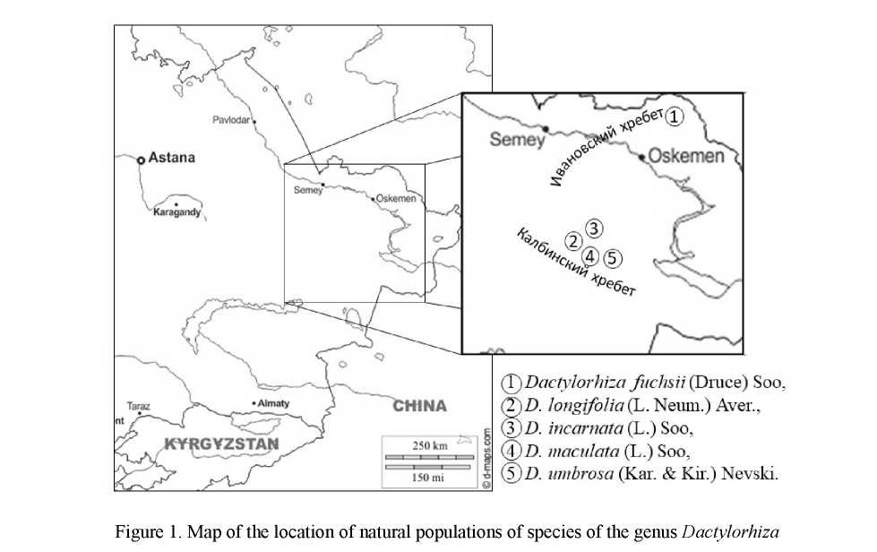 Morphological characteristics of samples of species genus Dactylorhiza Nevski (Orchidaceae Lindl.) attracted for primary introduction in the Altai botanical garden