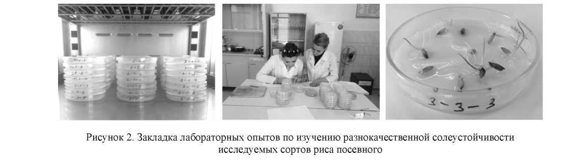 Определение солеустойчивости риса посевного (Oryza sativa) в условиях орошаемого земледелия Алматинской области