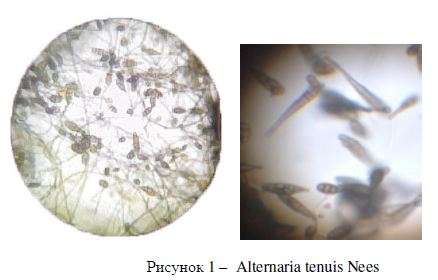 Тип паразитизма alternaria tenuis nees на сортах подсолнечника в восточно-казахстанском регионе