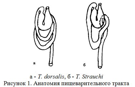 Эколого-морфологическая характеристика пищеварительного тракта серого гольца (triplophysa dorsalis) и пятнистого губача (triplophysa strauchi)