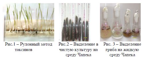 Патогенность и специфичность штаммов гриба bipolaris sorociniana на яровых пшеницах