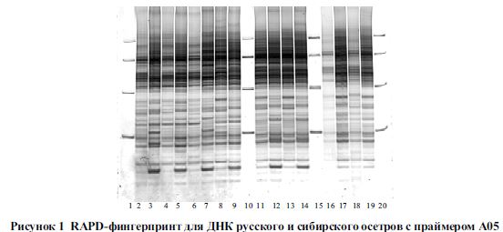RAPD-фингерпринт для ДНК русского и сибирского осетров с праймером А05