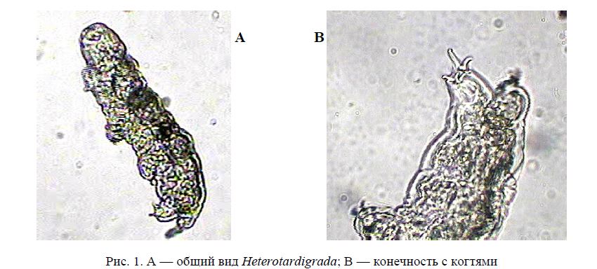 общий вид Heterotardigrada; В — конечность с когтями