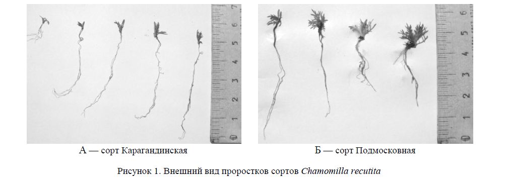 Особенности онтогенетического развития сортов ромашки аптечной в условиях Центрального Казахстана
