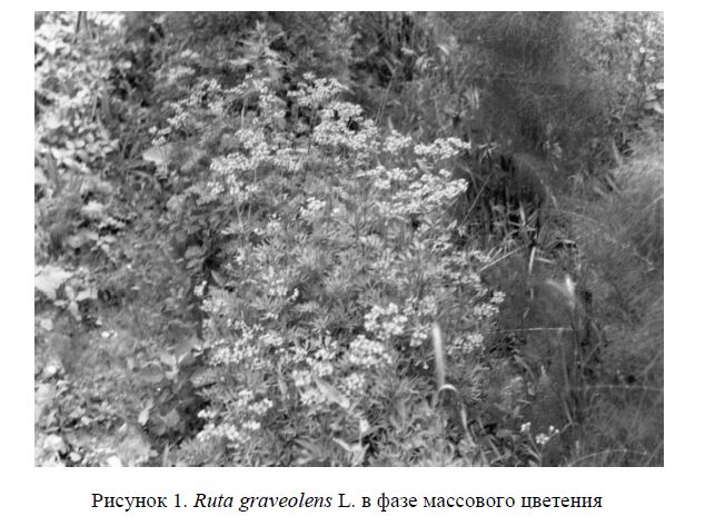 Введение в культуру руты пахучей (Ruta graveolens L.)