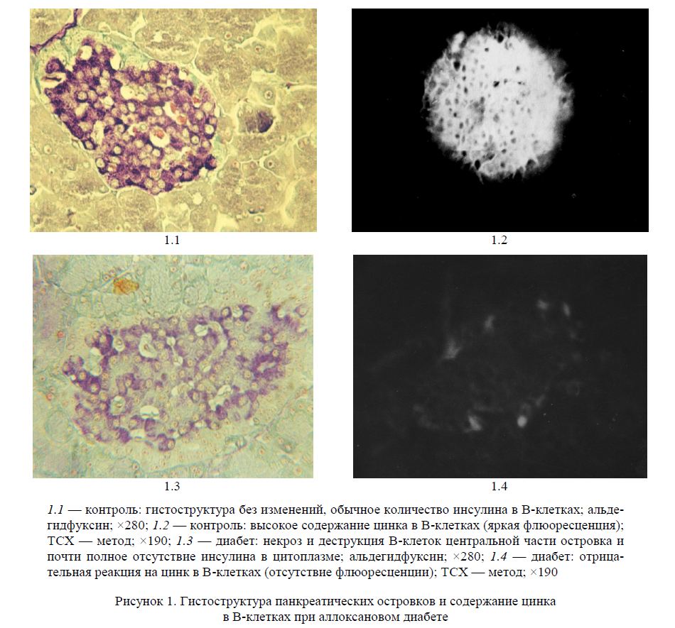 Состояние клеток поверхностного слоя панкреатических островков в условиях действия аллоксана