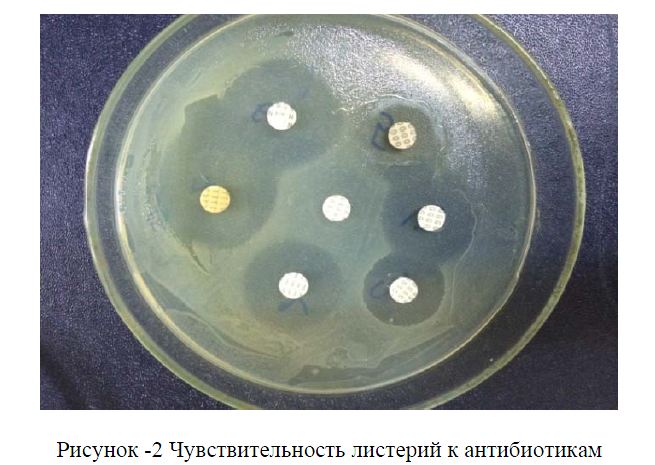 Чувствительность листерий к антибиотикам 
