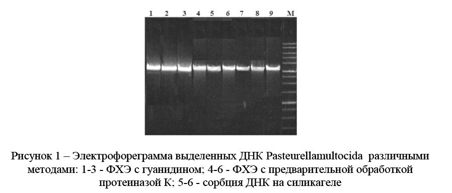 Методы выделения ДНК pasteurella multocida из образцов биологического материала для использования в ПЦР: сравнение и оценка