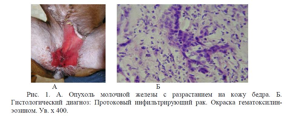 Морфологическая диагностика опухолей молочной железы у собак и ее прикладное значение в ветеринарии