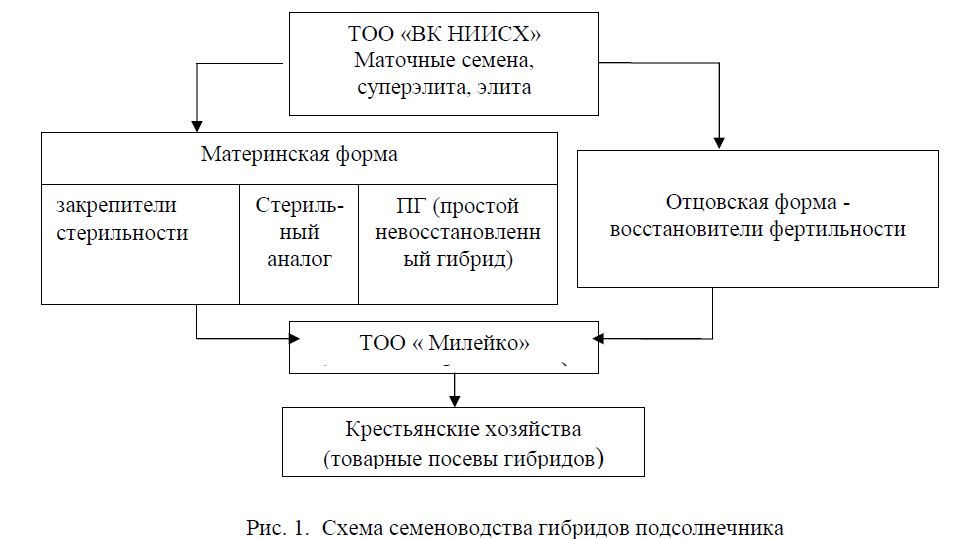 Выращивание гибридов подсолнечника в условиях восточного Казахстана на базе семеноводческого хозяйства ТОО «Милейко»