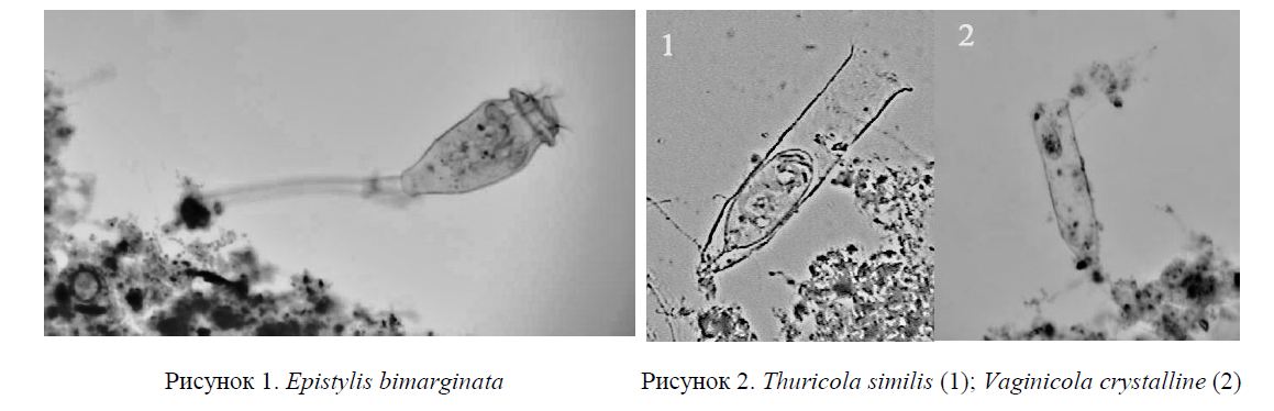 Популяции инфузорий (Ciliophora) активного ила очистных сооружений г. Темиртау