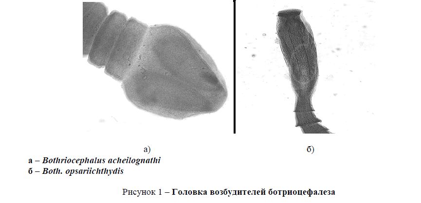 Эколого-эпизоотологические аспекты распространения ботриоцефалёза среди карповых рыб в рыбовыращиваемых хозяйствах Азербайджана