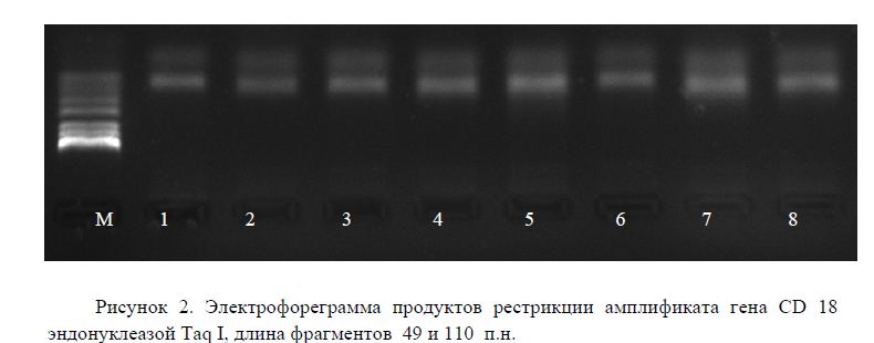 Электрофореграмма продуктов рестрикции амплификата гена CD 18 эндонуклеазой Taq I, длина фрагментов  49 и 110 п.н.