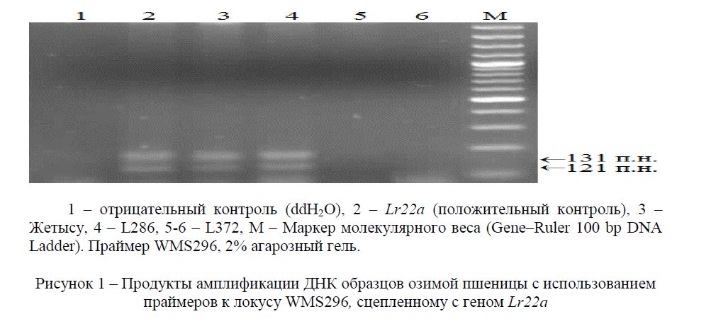 Продукты амплификации ДНК образцов озимой пшеницы с использованием праймеров к локусу WMS296, сцепленному с геном Lr22а
