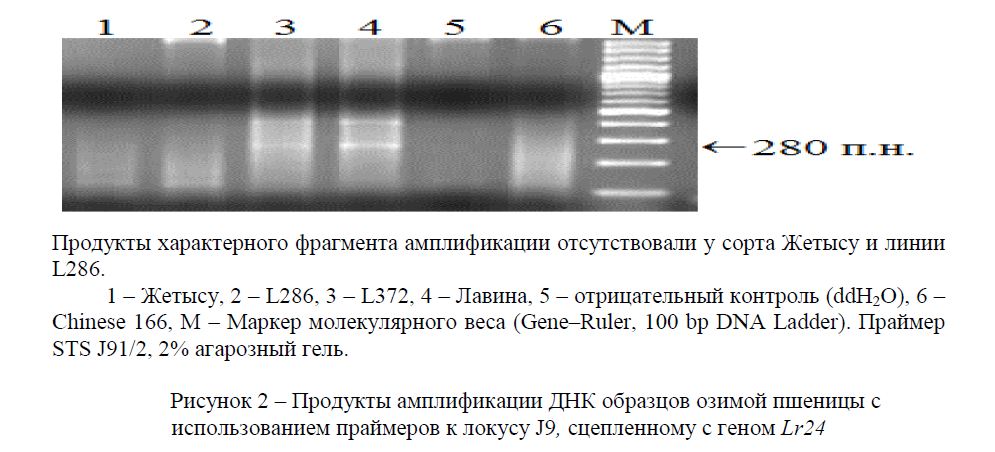 Продукты амплификации ДНК образцов озимой пшеницы с использованием праймеров к локусу J9, сцепленному с геном Lr24