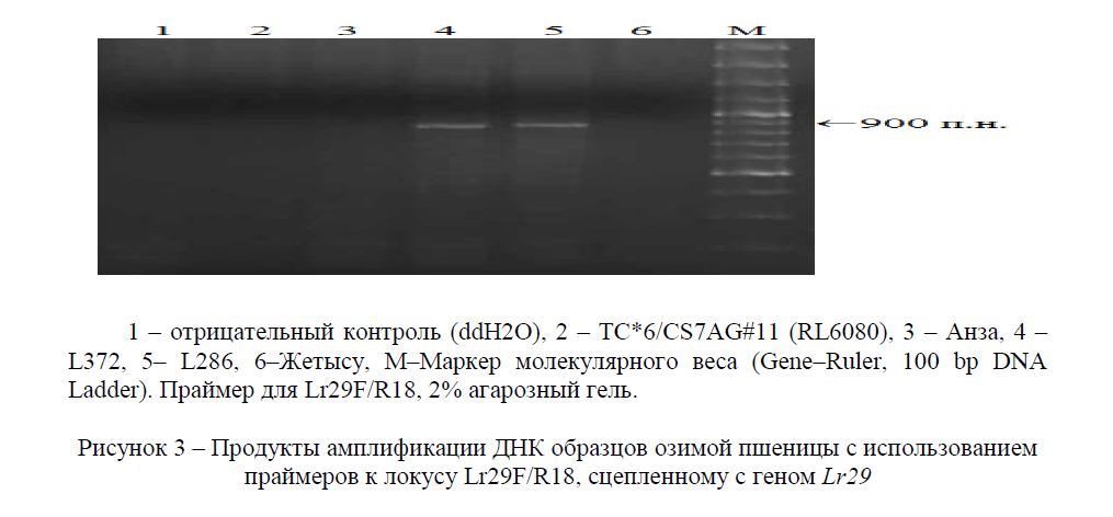Продукты амплификации ДНК образцов озимой пшеницы с использованием праймеров к локусу Lr29F/R18, сцепленному с геном Lr29