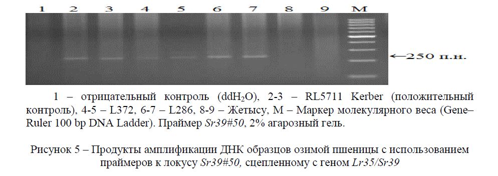 Продукты амплификации ДНК образцов озимой пшеницы с использованием праймеров к локусу Sr39#50, сцепленному с геном Lr35/Sr39
