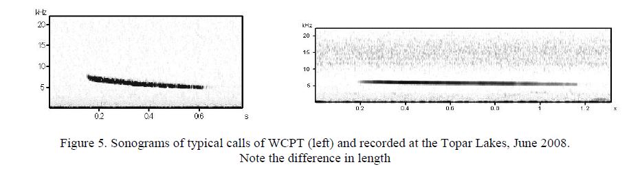 Sonograms of typical calls of WCPT (left) and recorded at the Topar Lakes, June 2008.