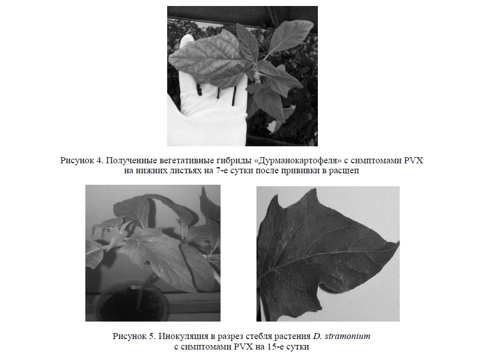 Инокуляция в разрез стебля растения D. stramonium c cимптомами PVХ на 15-е сутки
