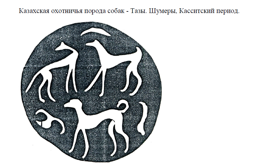 Казахская охотничья порода собак Тазы. Шумеры, Касситский период.