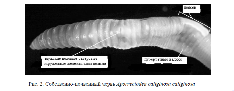 Собственно-почвенный червь Aporrectodea caliginosa caliginosa 